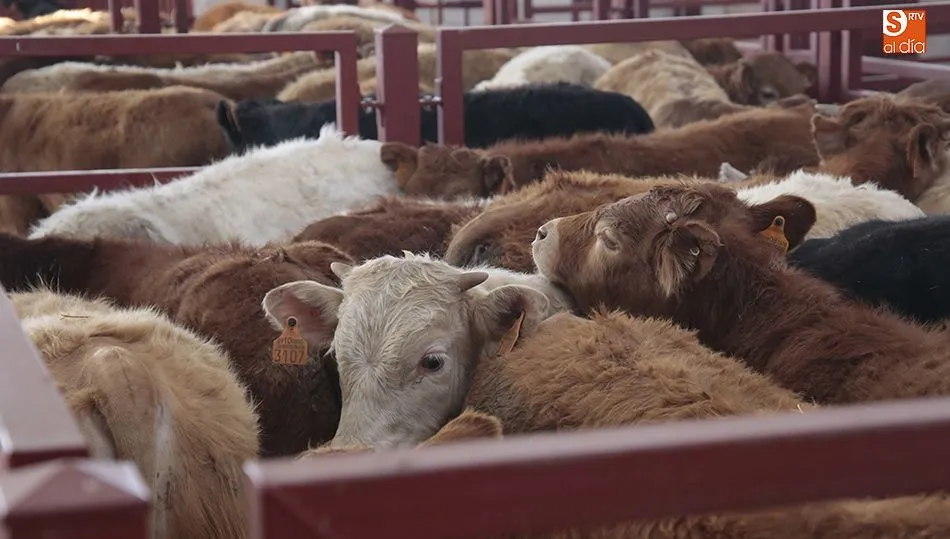 Menor asistencia de ganado al mercado con precios estables