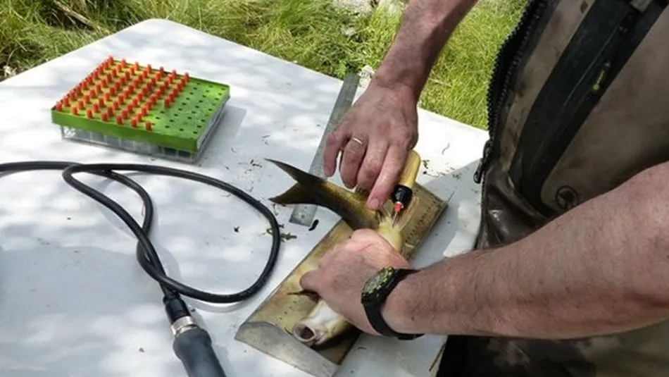 Este proyecto es el el mayor programa de seguimiento de Europa. Foto: CHD