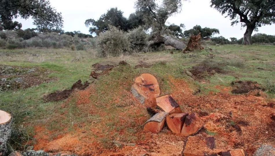 Tala de encinas llevada a cabo por la empresa minera Berkeley en Retortillo