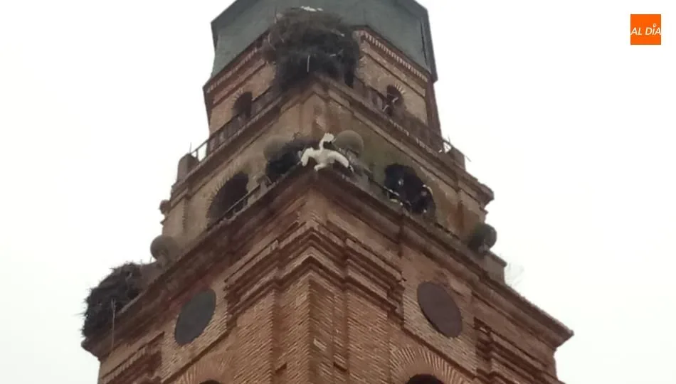 Foto 2 - Espectacular rescate de una cig&uuml;e&ntilde;a en la torre de la iglesia de Pe&ntilde;aranda