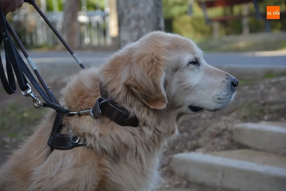 Foto 2 - &ldquo;Tener un perro gu&iacute;a es lo m&aacute;s parecido a ver&rdquo;