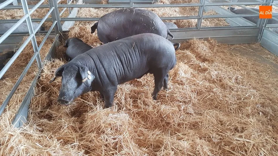 La PPA se ha propagado por varios países europeos