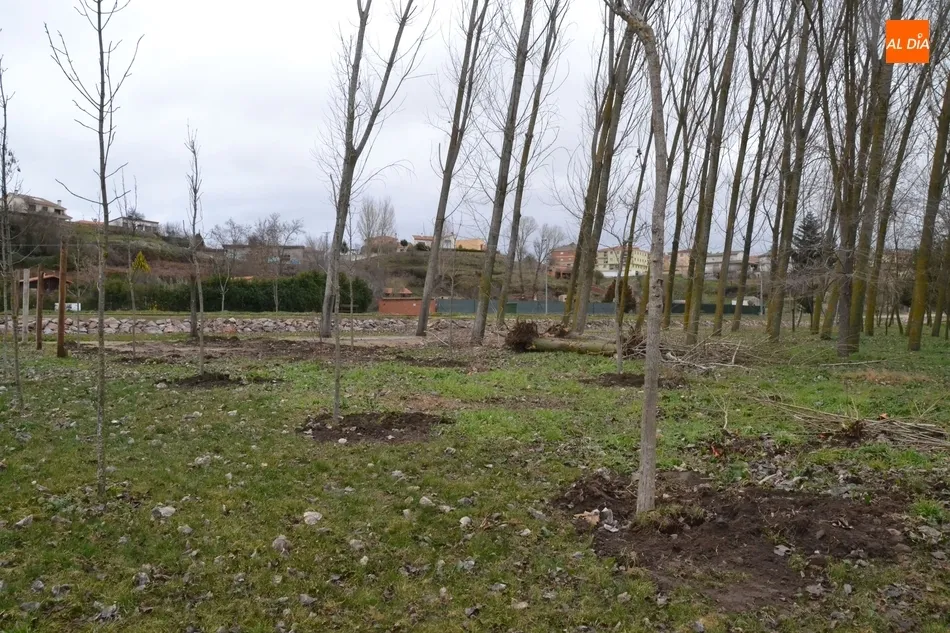 Foto 10 - La Alameda Vieja y la Alameda de la Moretona incorporan nuevos &aacute;rboles  