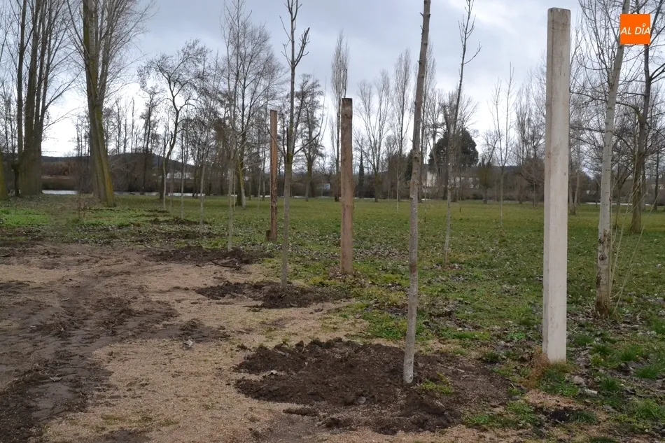 Foto 7 - La Alameda Vieja y la Alameda de la Moretona incorporan nuevos &aacute;rboles  