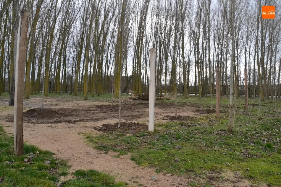 Foto 6 - La Alameda Vieja y la Alameda de la Moretona incorporan nuevos &aacute;rboles  