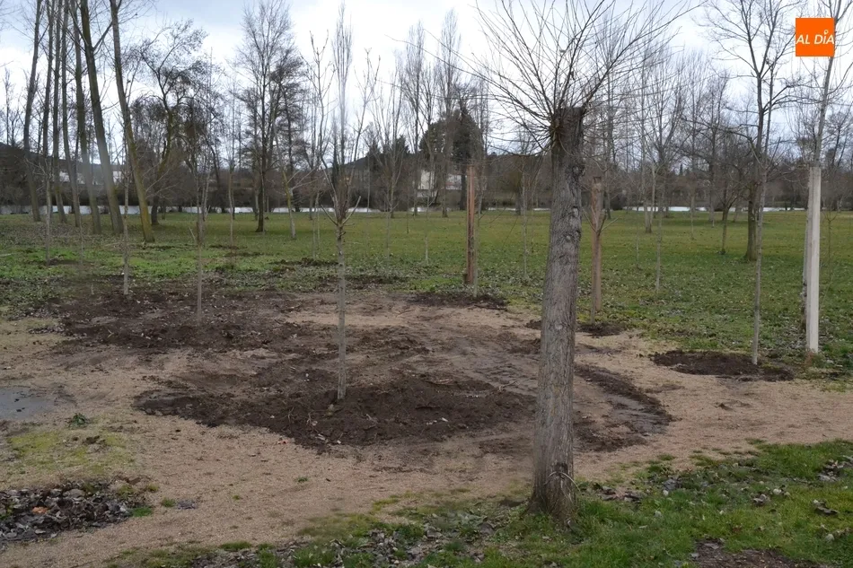 Foto 3 - La Alameda Vieja y la Alameda de la Moretona incorporan nuevos &aacute;rboles  