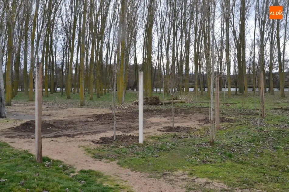 Foto 2 - La Alameda Vieja y la Alameda de la Moretona incorporan nuevos &aacute;rboles  