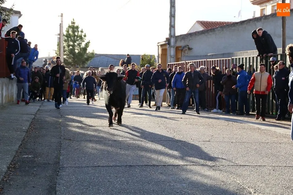 Foto 11 - Babilafuente vive su primer Toro de San Blas