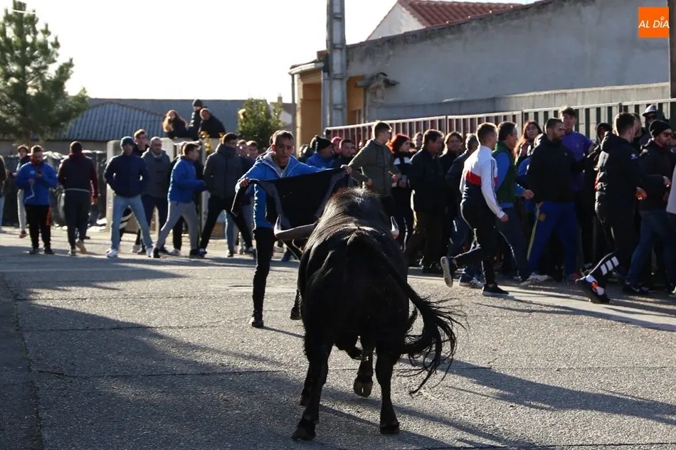 Foto 10 - Babilafuente vive su primer Toro de San Blas