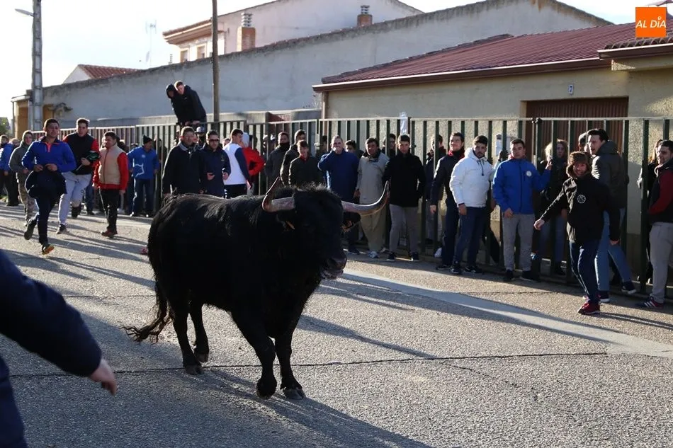 Foto 8 - Babilafuente vive su primer Toro de San Blas