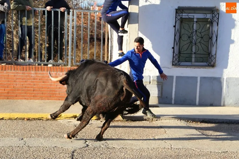 Foto 7 - Babilafuente vive su primer Toro de San Blas
