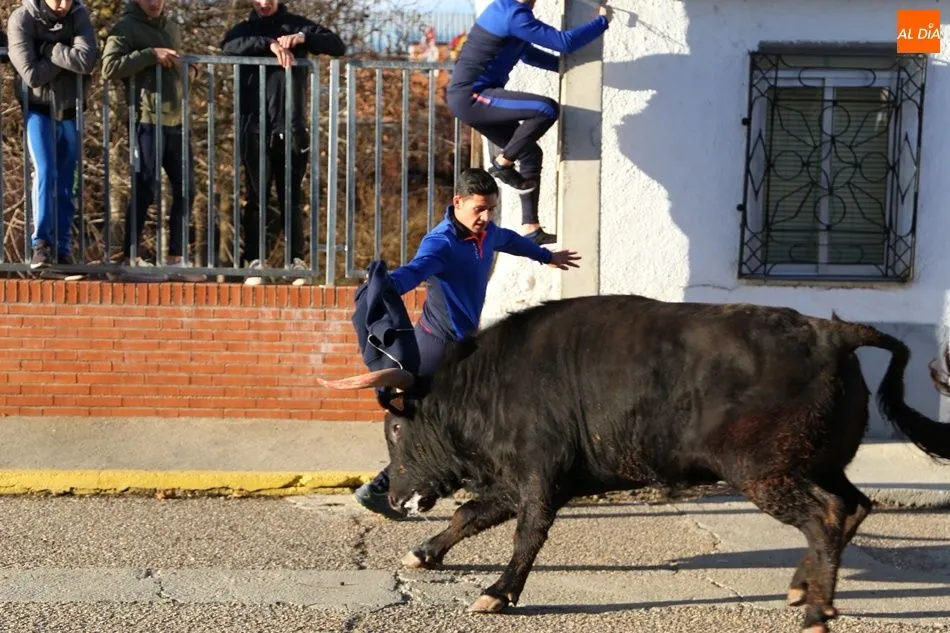 Foto 6 - Babilafuente vive su primer Toro de San Blas