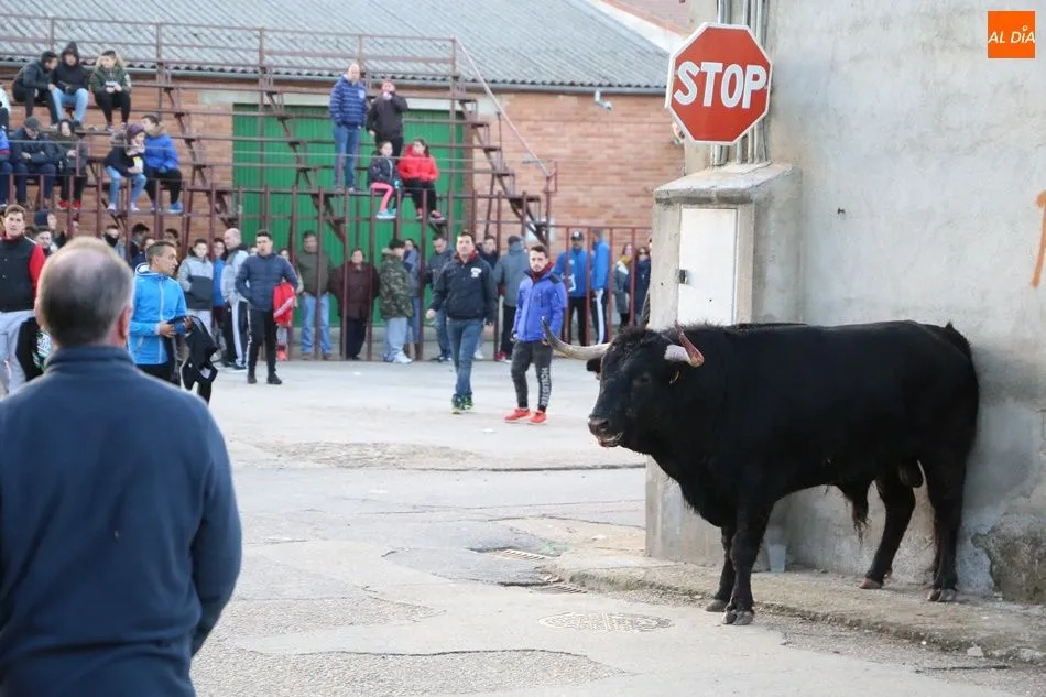 Foto 4 - Babilafuente vive su primer Toro de San Blas