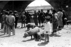 Foto 5 - Feria Ganadera en Salamanca