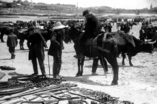 Foto 4 - Feria Ganadera en Salamanca