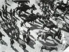 Foto 2 - Feria Ganadera en Salamanca