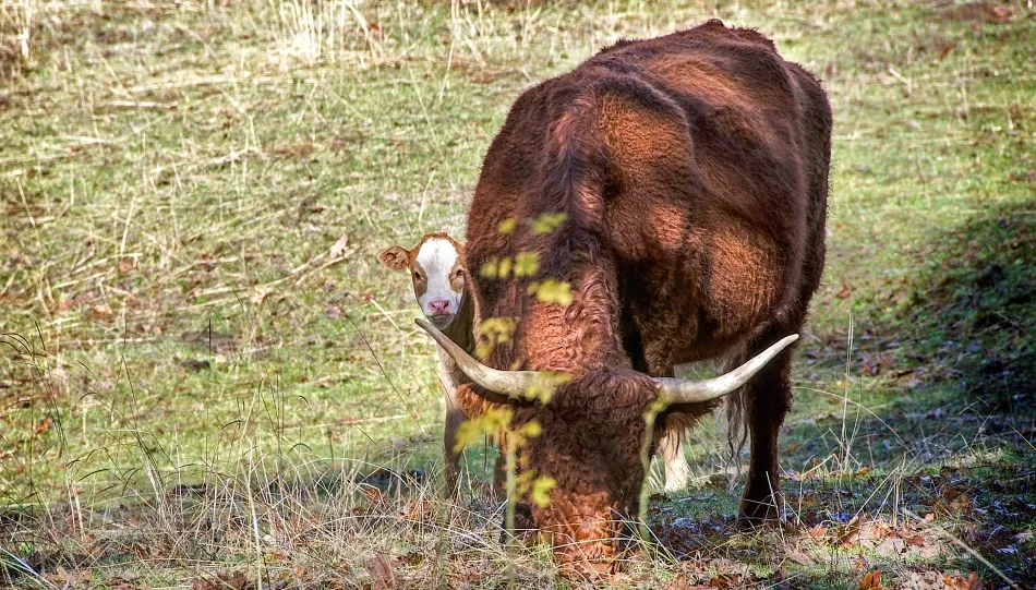 Descubriendo el mundo