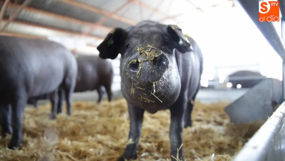 La granja tendrá capacidad para 1998 cerdos de cebo