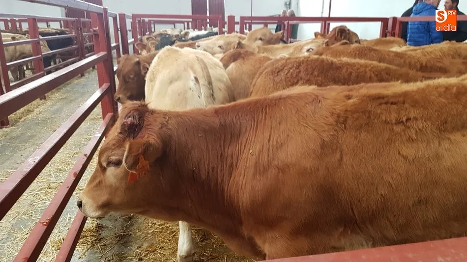 El mercado ha registrado una asistencia de 1.690 cabezas