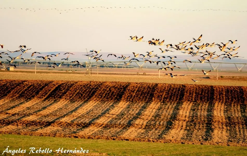 Geometrías del vuelo