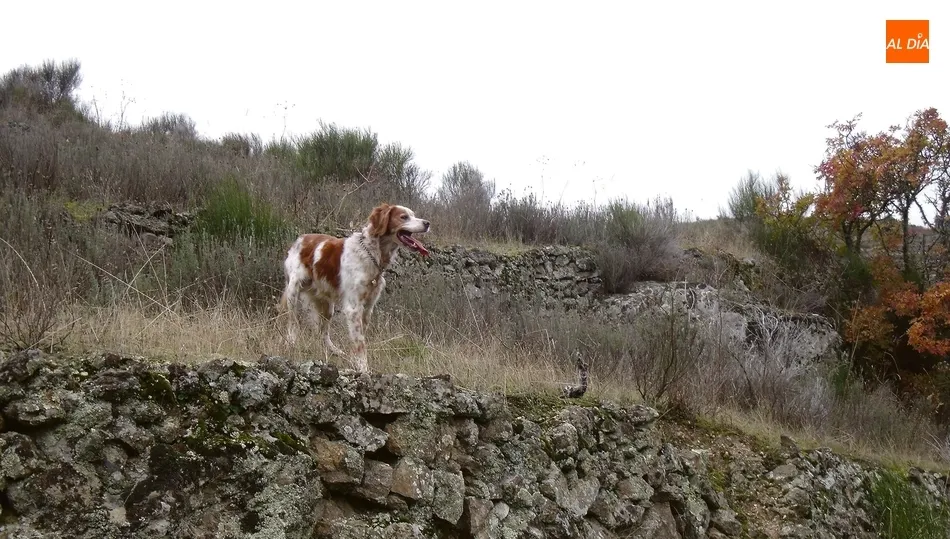 Argo tomando un poco de aliento sobre uno de los bancales de Ambasaguas