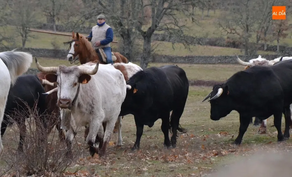 Foto 6 - Comienzan las tareas de encabestramiento de los toros del encierro a caballo  