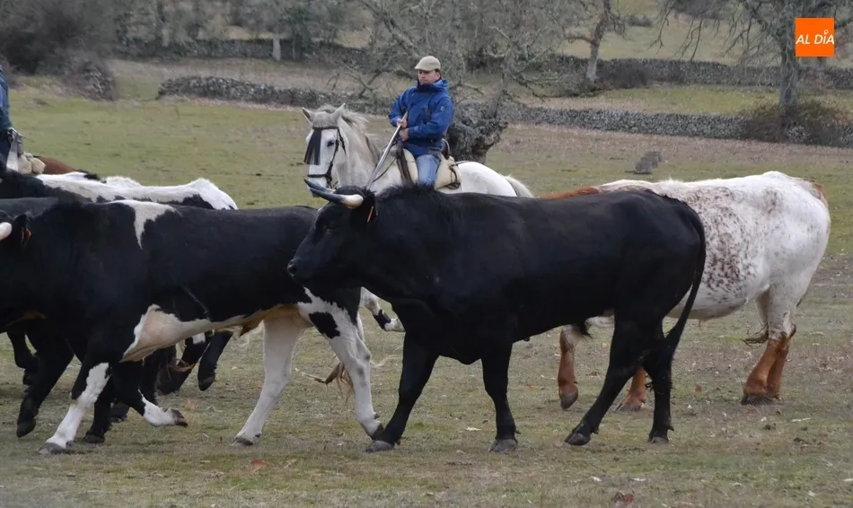 Foto 4 - Comienzan las tareas de encabestramiento de los toros del encierro a caballo  