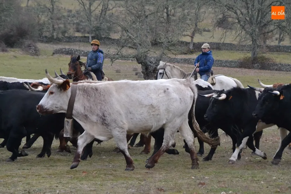 Foto 5 - Comienzan las tareas de encabestramiento de los toros del encierro a caballo  
