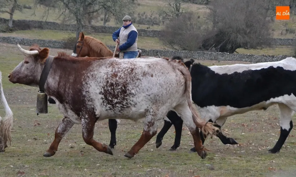 Foto 3 - Comienzan las tareas de encabestramiento de los toros del encierro a caballo  
