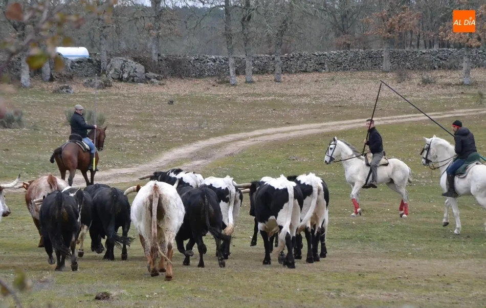 Foto 2 - Comienzan las tareas de encabestramiento de los toros del encierro a caballo  