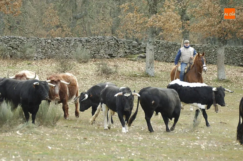 Foto 11 - Comienzan las tareas de encabestramiento de los toros del encierro a caballo  