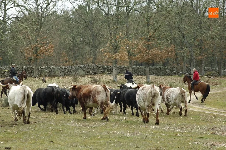 Foto 10 - Comienzan las tareas de encabestramiento de los toros del encierro a caballo  