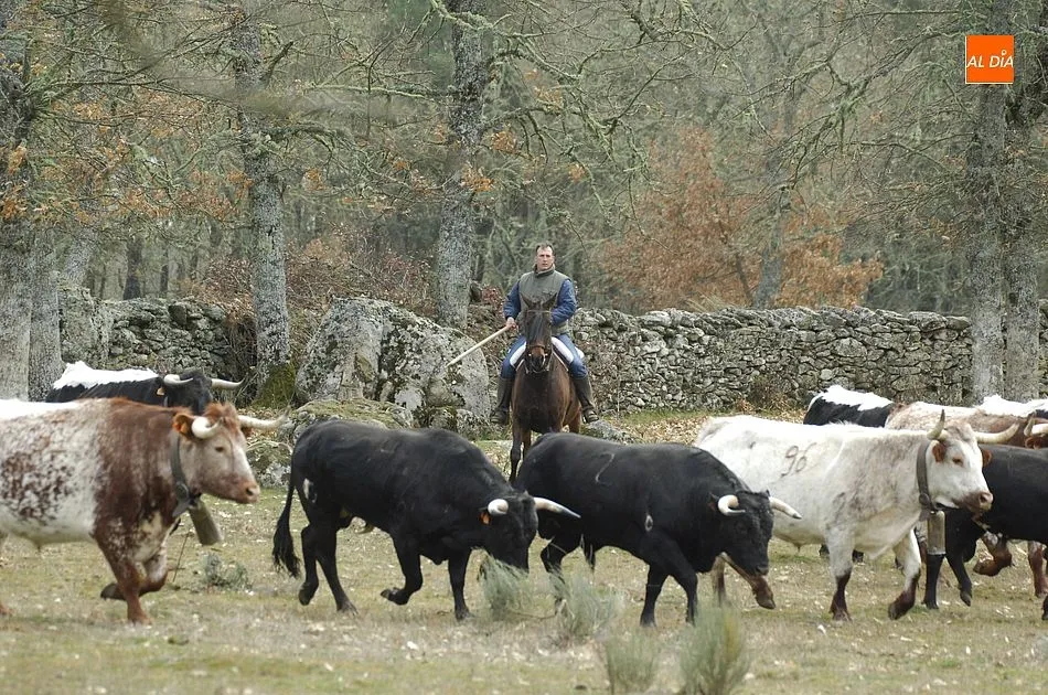 Foto 9 - Comienzan las tareas de encabestramiento de los toros del encierro a caballo  