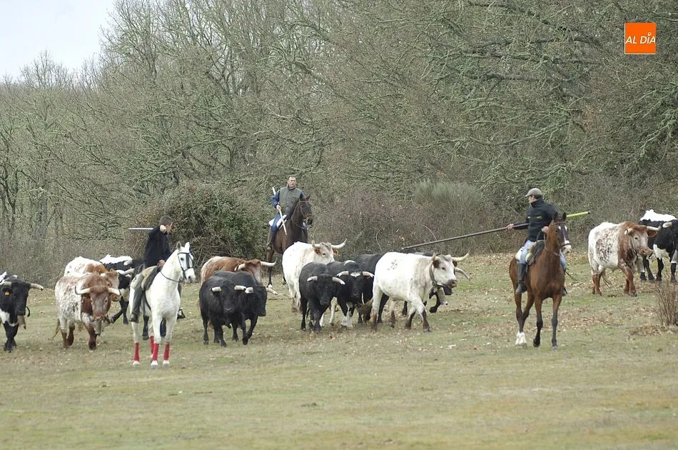 Foto 8 - Comienzan las tareas de encabestramiento de los toros del encierro a caballo  