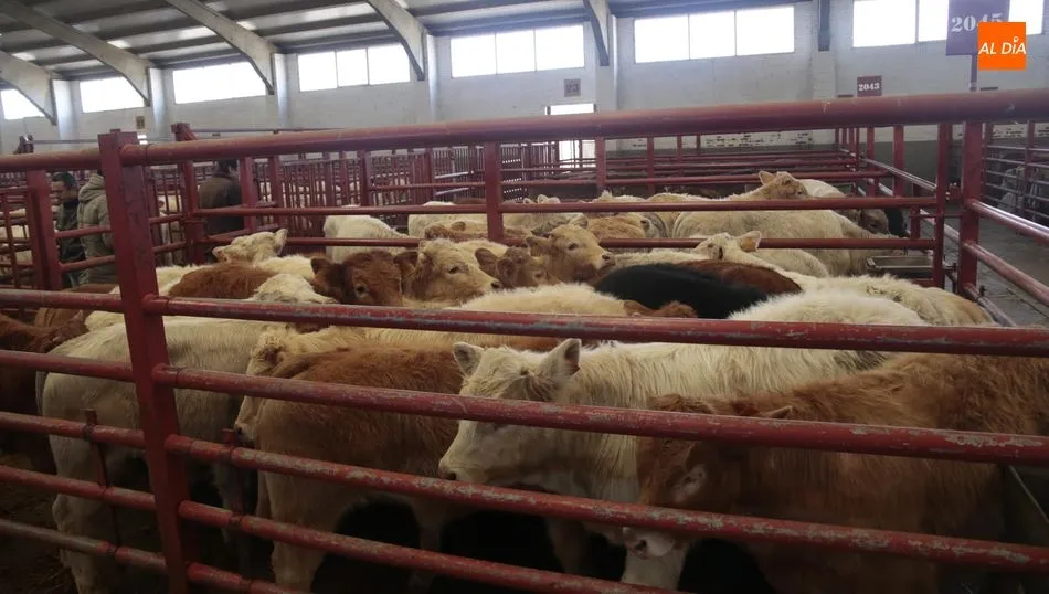 Vuelve a bajar la presencia de ganado en el mercado salmantino