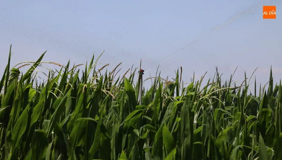 El maíz necesita una política de nuevos regadíos y la modernización