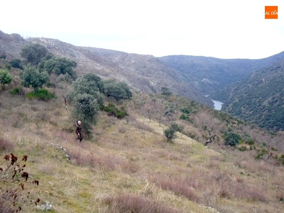 Foto 5 - El jabal&iacute; centra la actividad cineg&eacute;tica en Las Arribes  
