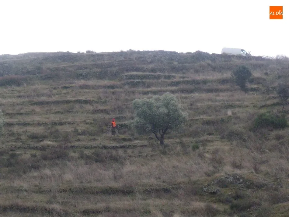 Foto 4 - El jabal&iacute; centra la actividad cineg&eacute;tica en Las Arribes  