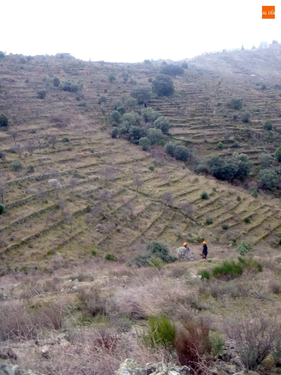 Foto 3 - El jabal&iacute; centra la actividad cineg&eacute;tica en Las Arribes  