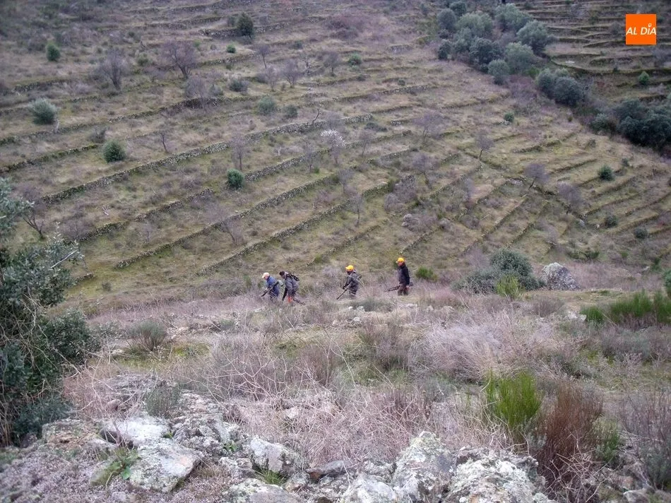 Foto 2 - El jabal&iacute; centra la actividad cineg&eacute;tica en Las Arribes  