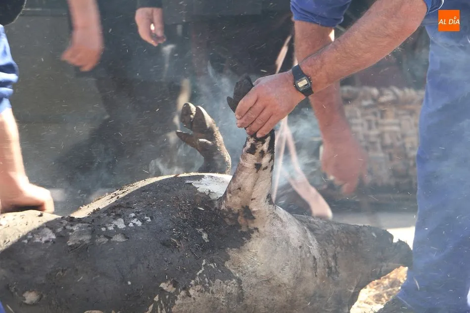 Foto 11 - Homenaje a la capa espa&ntilde;ola en la calurosa matanza de Guijuelo