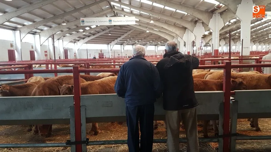 Otro mercado más con escasa asistencia de cabezas de bovino