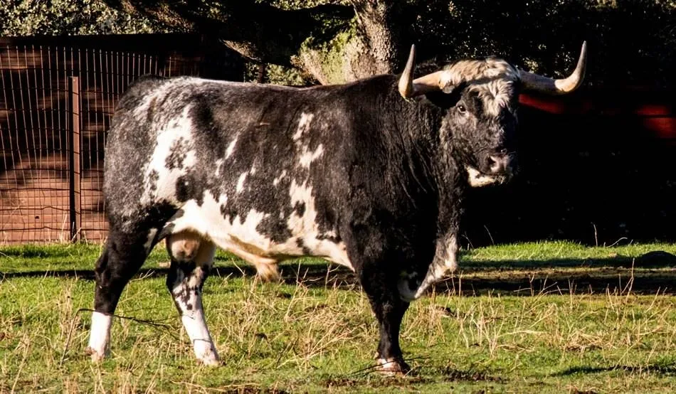 Cornicorto, Toro del Antruejo 2019