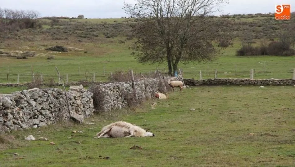 La organización agraria UPA considera un “despropósito” que el Tribunal Supremo anule definitivamente el Plan de Gestión del Lobo