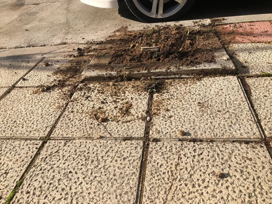 Foto 2 - Quejas de los vecinos por el mal estado de una acera tras la tala de &aacute;rboles en Cabrerizos