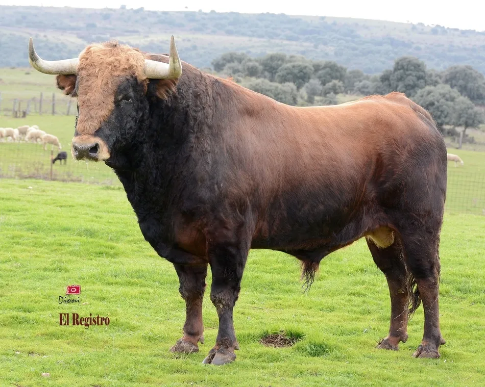 Capea Nocturna del Viernes: Estudioso, de los Hermanos Sánchez Herrero