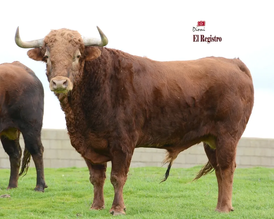 Foto 10 - Estudioso, Pies de Plomo, Fusil o Le&ntilde;ador: as&iacute; se llaman los toros del Carnaval 2019  