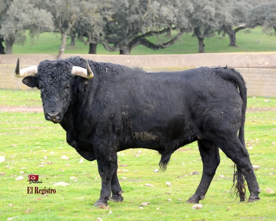 Foto 11 - Estudioso, Pies de Plomo, Fusil o Le&ntilde;ador: as&iacute; se llaman los toros del Carnaval 2019  