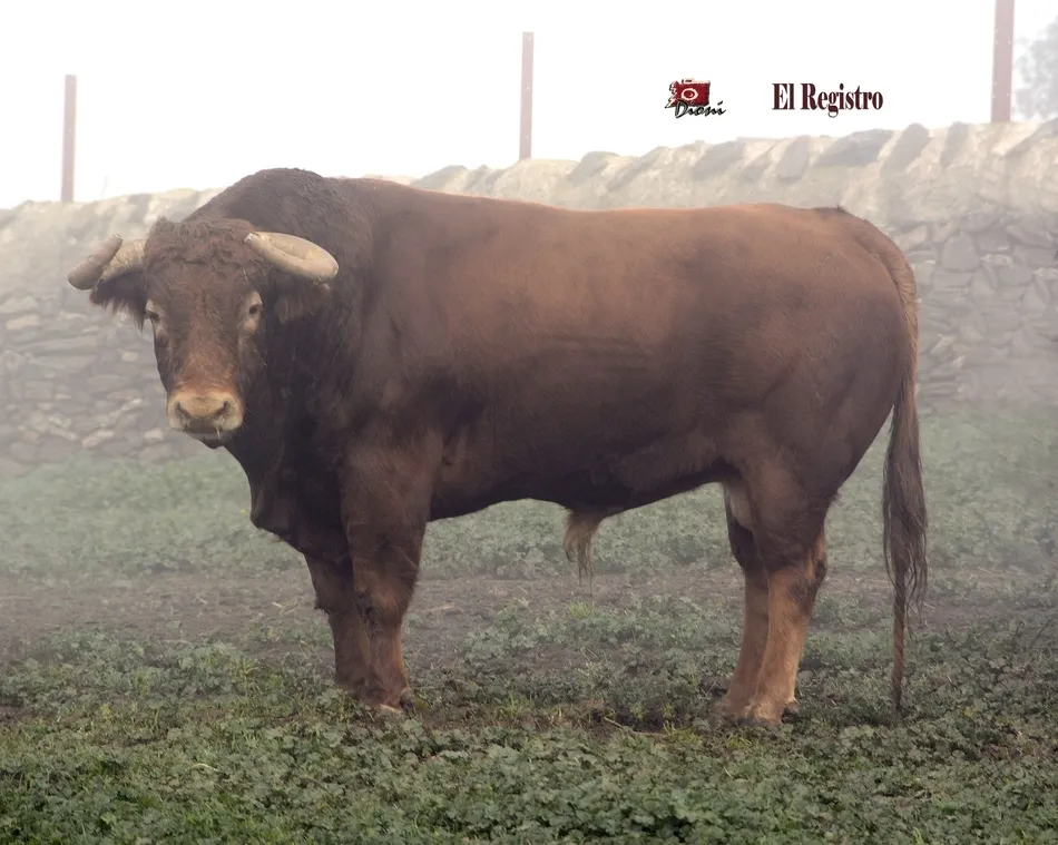 Foto 7 - Estudioso, Pies de Plomo, Fusil o Le&ntilde;ador: as&iacute; se llaman los toros del Carnaval 2019  