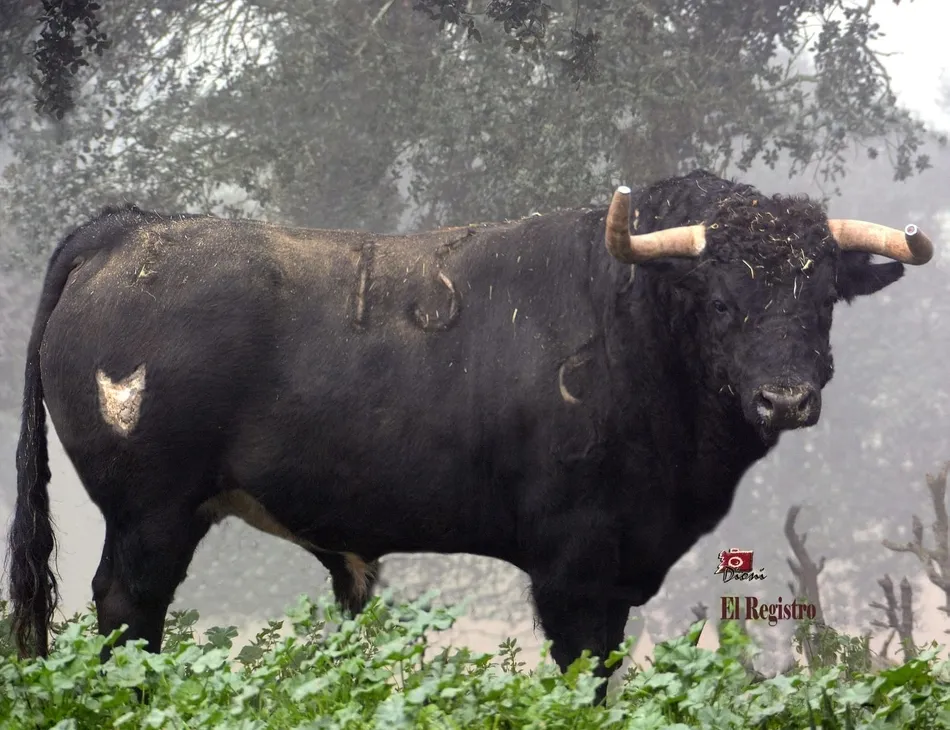 Foto 5 - Estudioso, Pies de Plomo, Fusil o Le&ntilde;ador: as&iacute; se llaman los toros del Carnaval 2019  
